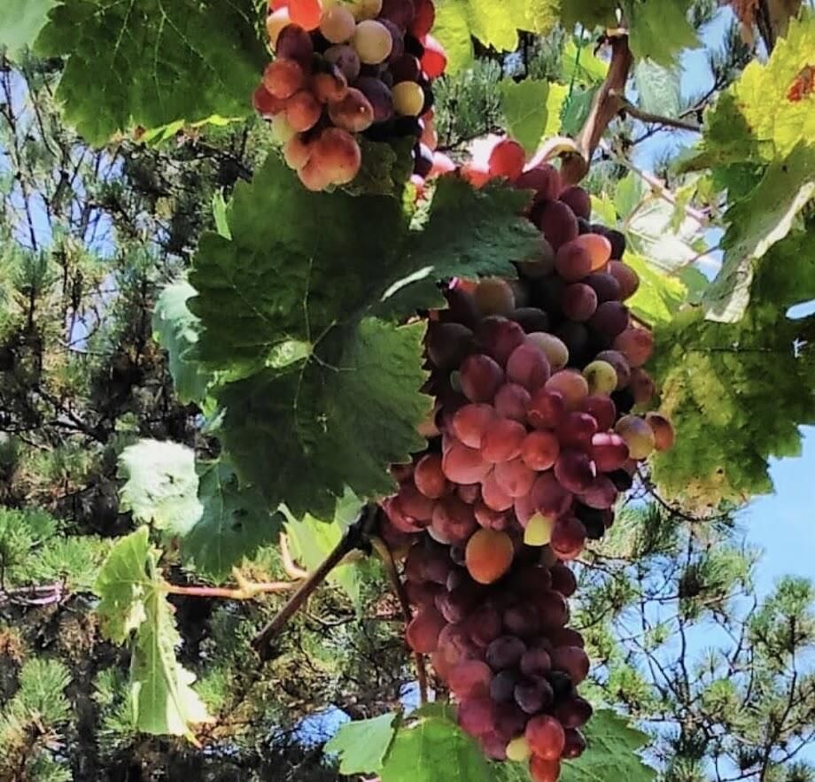 Апартаменты Tivoli apartments Рафаиловичи-43