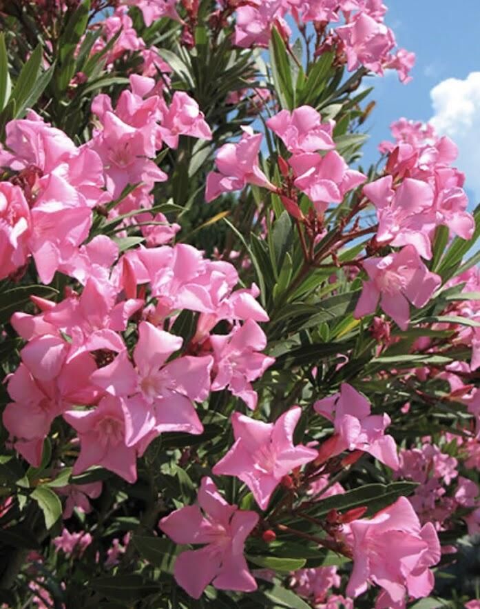 Апартаменты Tivoli apartments Рафаиловичи-46