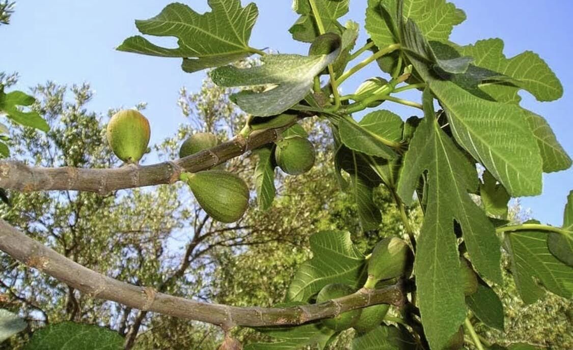 Апартаменты Tivoli apartments Рафаиловичи-47