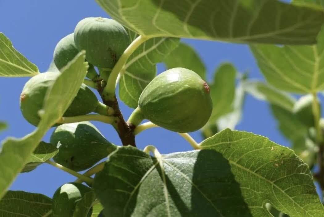 Апартаменты Tivoli apartments Рафаиловичи-48