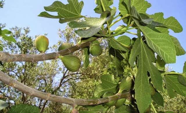 Апартаменты Tivoli apartments Рафаиловичи-46